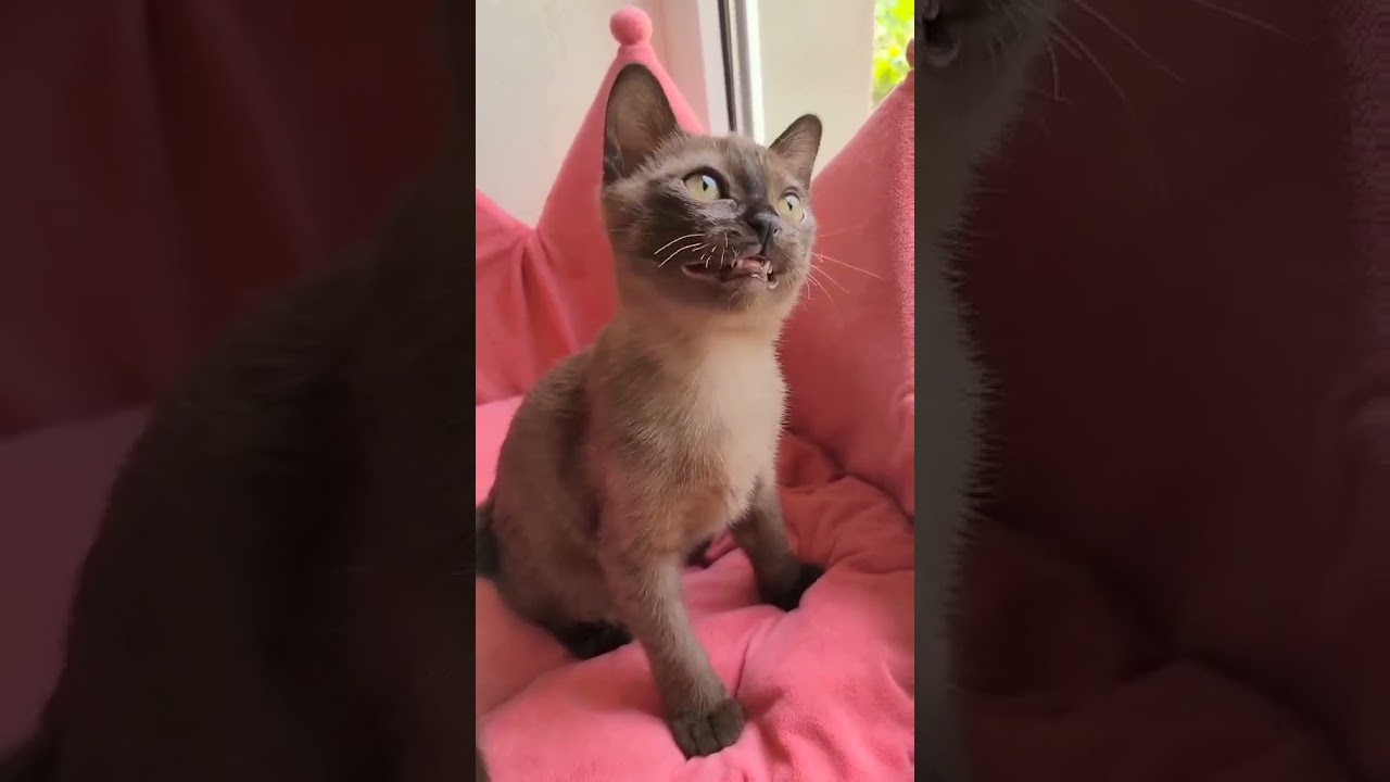 Charming American Burmese Sable Kitten Xenon
