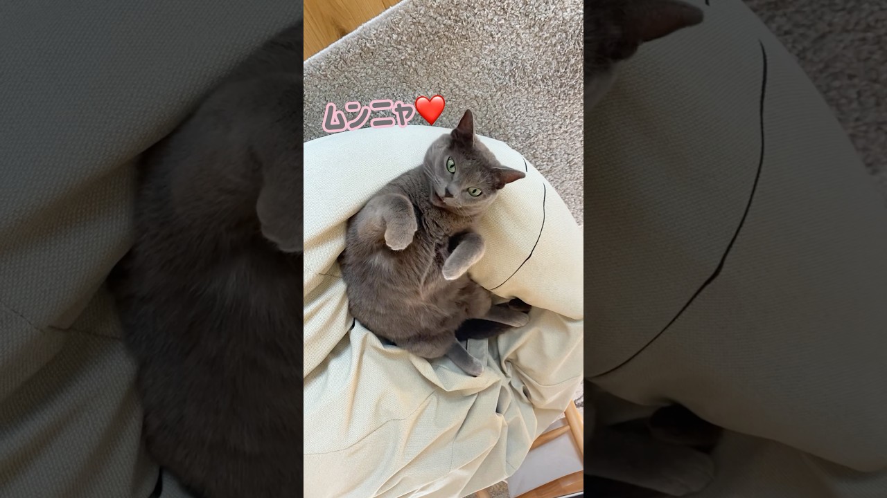 ねずこの鳴き方が可愛すぎる😳💕 #ロシアンブルー #サイレントボイス #保護猫