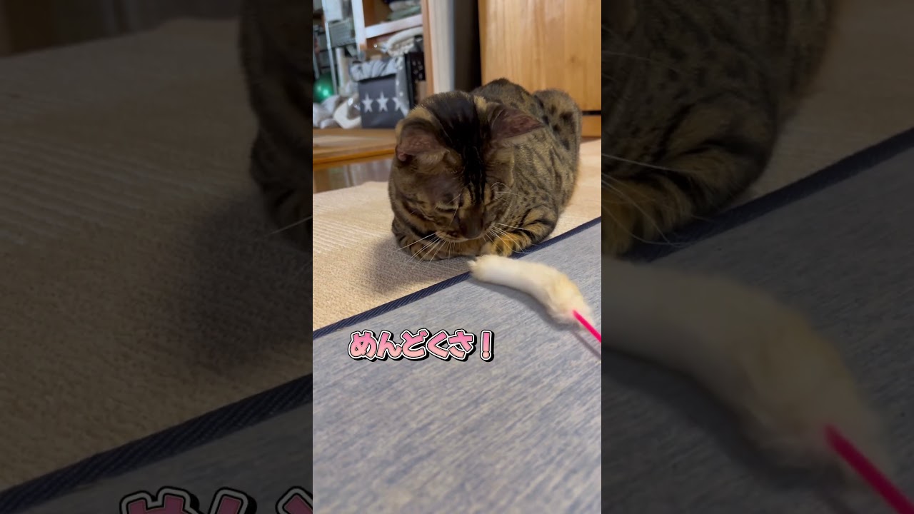 今日はパパと遊んでくれません😭#short #shorts #bengalcat #cat