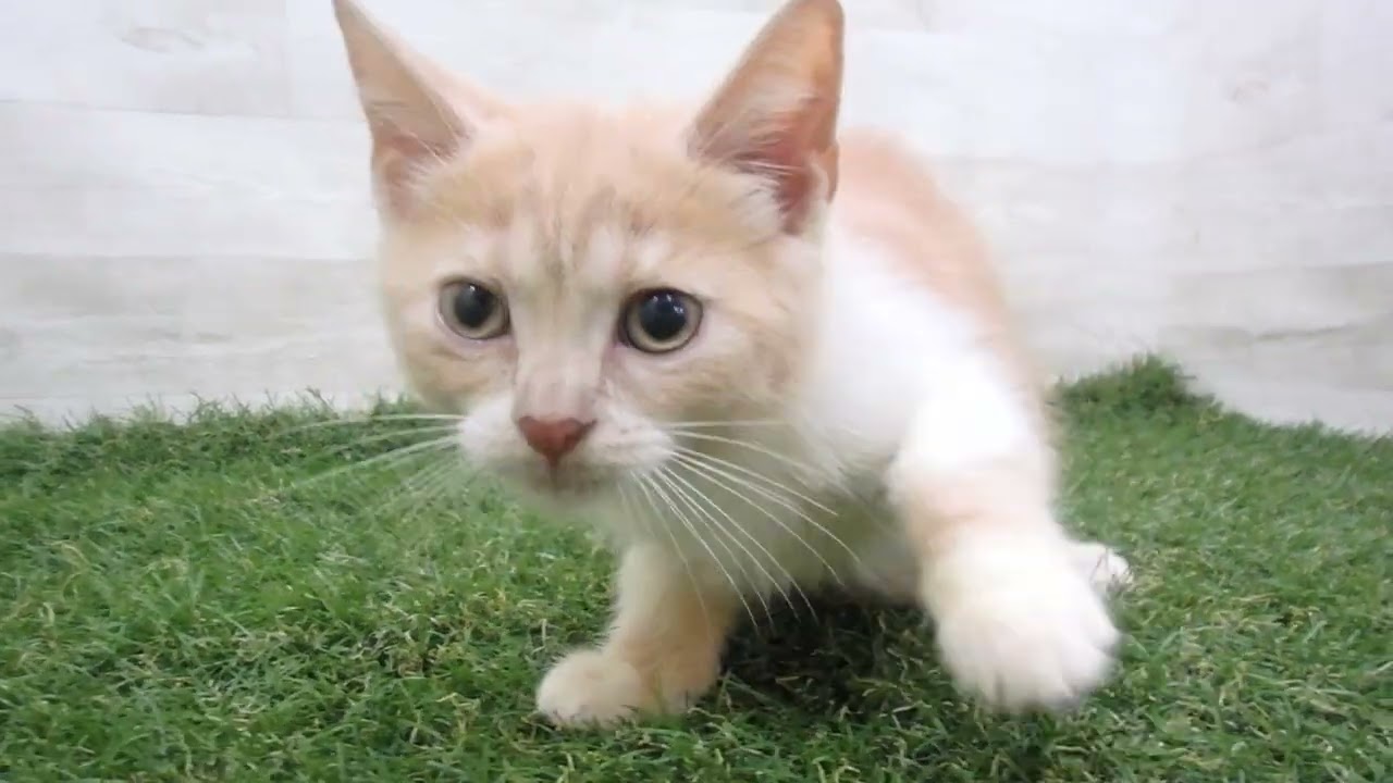 Coo&RIKU　No00690759 アメリカンカール