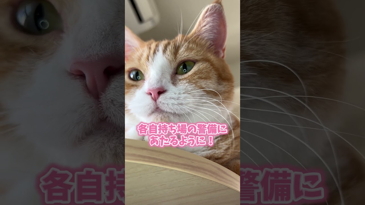 もふもふのみんな😸😸🌈😸#shorts