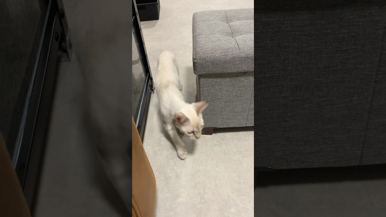 のそりのそり　#元保護猫　#シャムトラ　#シャムミックス　#cat #猫耳 #kitten #シャムmix  #子猫 #猫耳