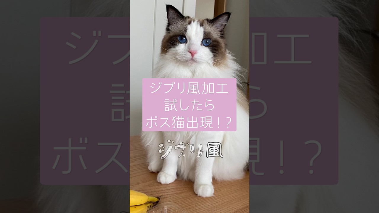 ジブリ風加工ためしたら、ボス猫あらわる!! #ラグドール #ragdoll #cat #猫 #ai #ai加工 #ジブリ #ジブリ加工 #猫 #ネコ #ねこ #ジブリ風