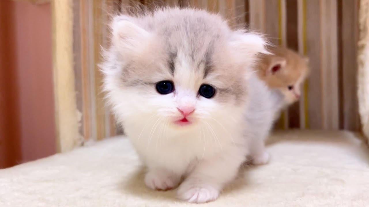 【マンチカンの子猫】いつもお馴染みのやつと遊んでみた件 ～猫のいる生活Vol.1018～出産動画 マンチカン短足・ミヌエット・ペルシャ猫専門ブリーダー『ペット蔵人』【子猫の成長記録】