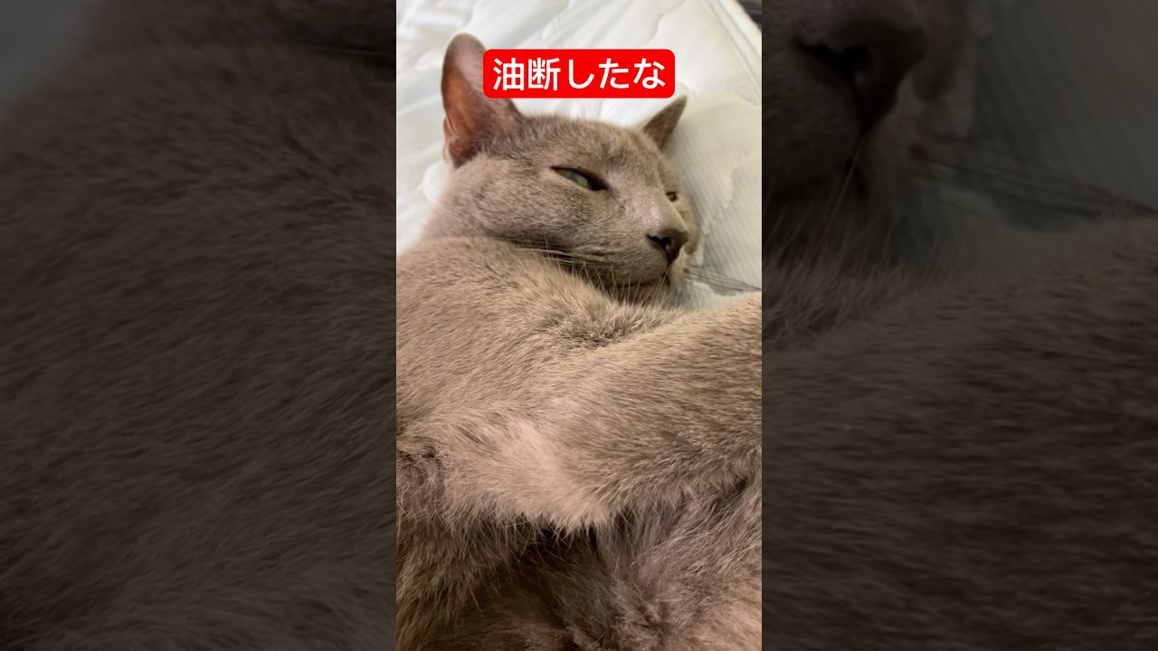 殺意を忘れない猫#猫 #ロシアンブルー #cat #russianblue