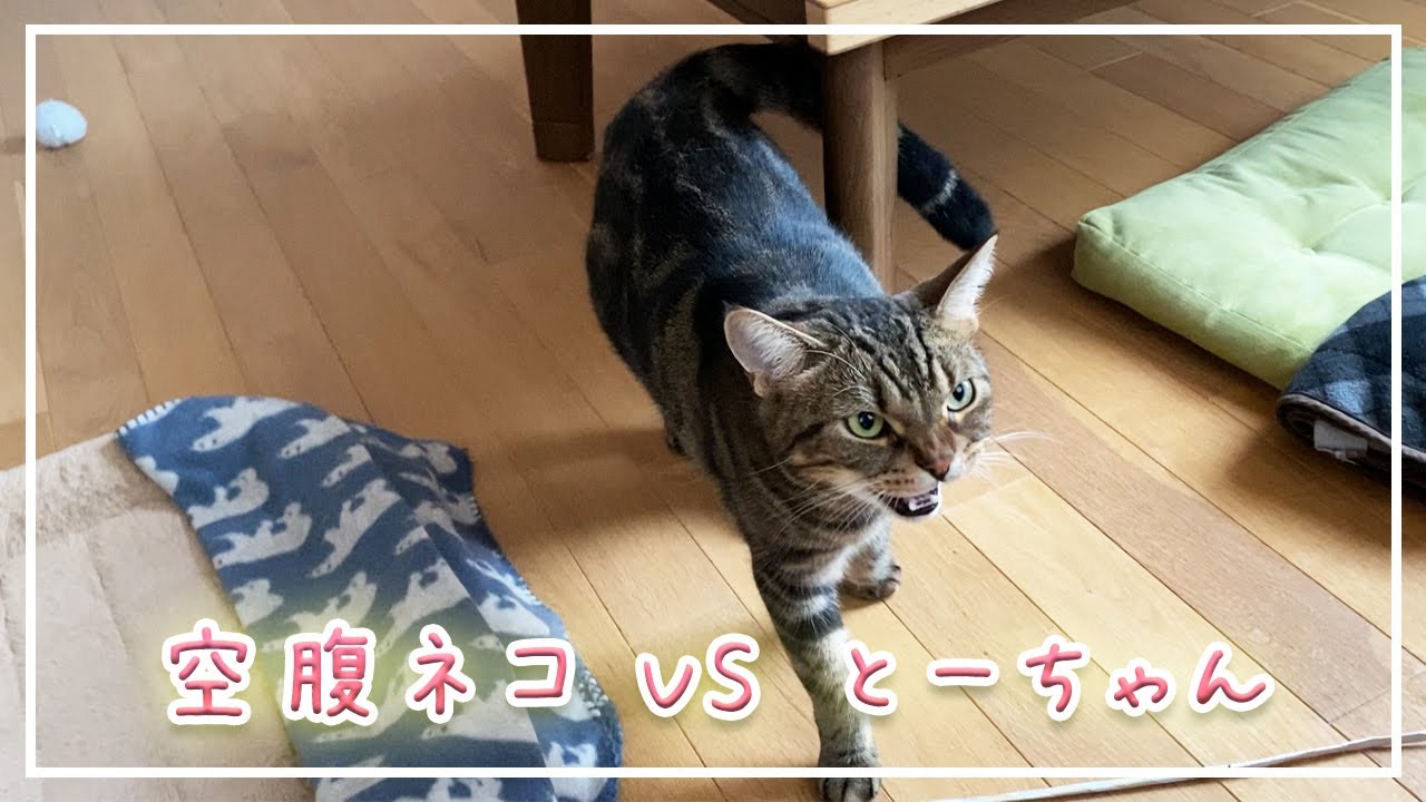 【ほっけ】空腹時の猫は大体こんな感じです【アメショ】