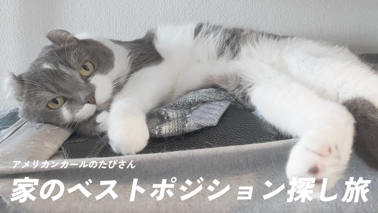 アメリカンカールが選ぶ！家のベストポジション｜たぴ日記