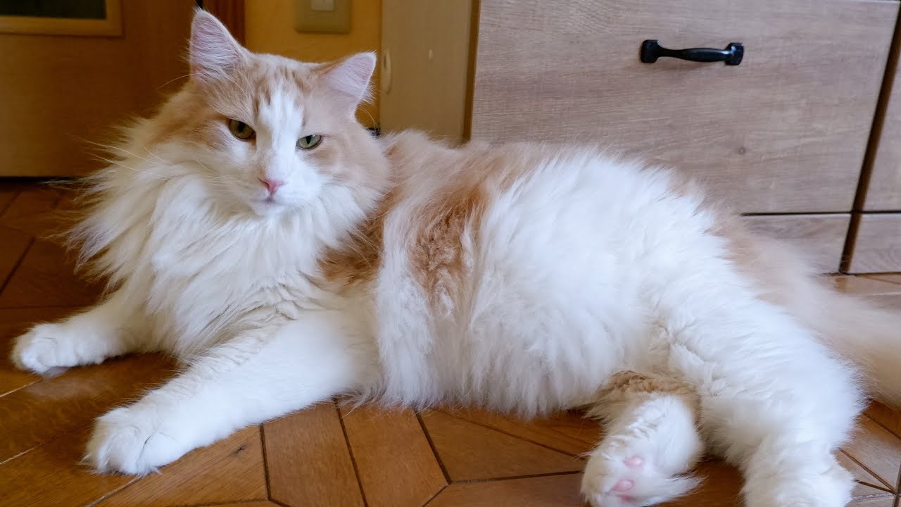 【元気‼︎】ハイテンションになっちゃった、ぽっちゃりノルウェージャンフォレストキャット♡