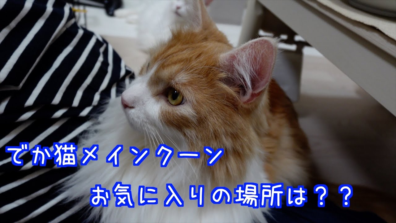 順番待ちするメインクーン