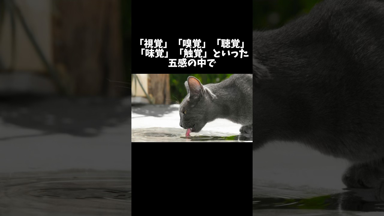 98%の人が絶対に知らない猫に関する雑学・豆知識Part73