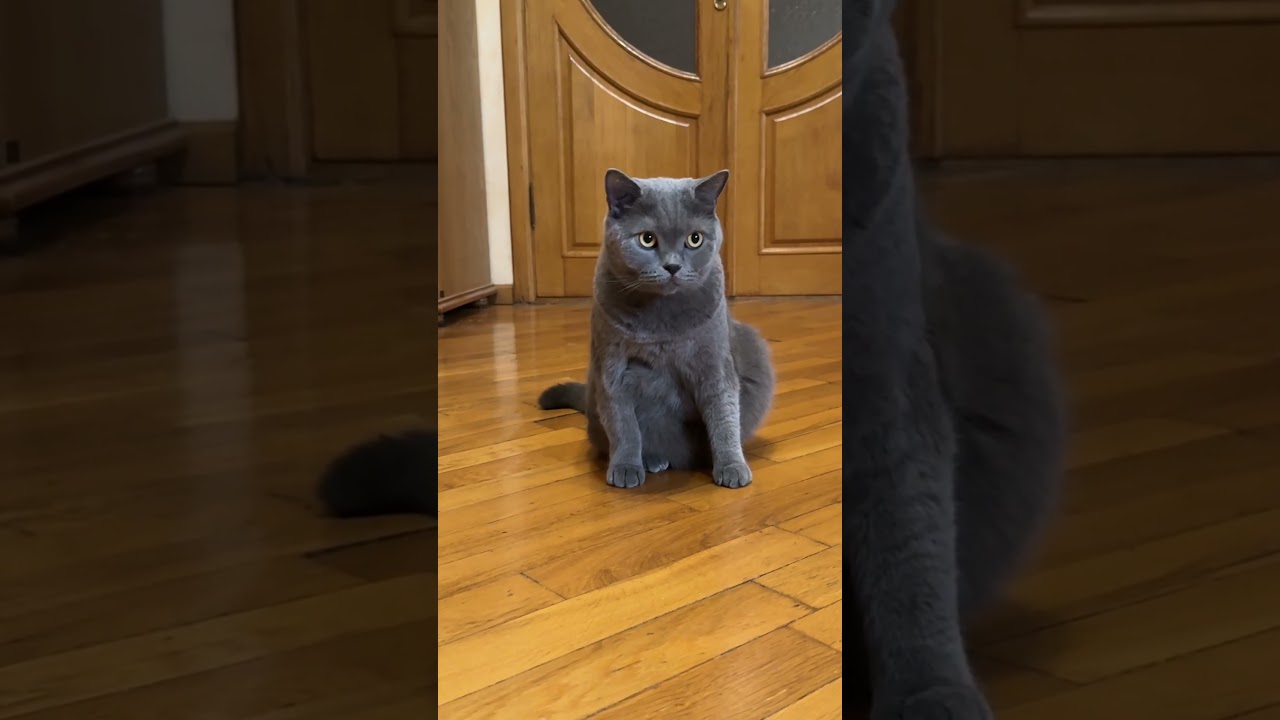 Cartoon Cat Logic: Sylvester vs. Kittens #shortvideo #catlover