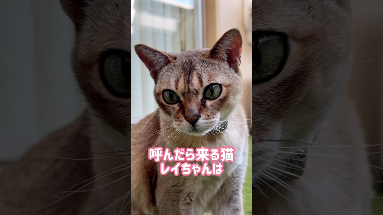 朝日で日光浴をするレイちゃん #シンガプーラ #cat #shorts