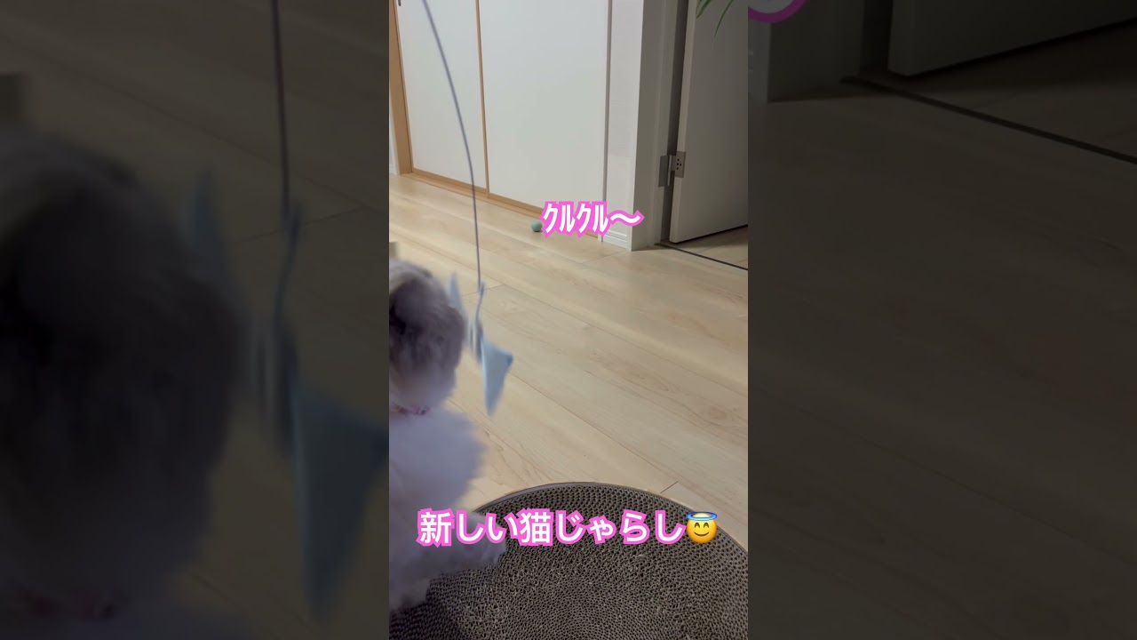 新しい猫じゃらしが来た！ヒマラヤンのマーベル🐈🐾 #shorts #猫好きさんと繋がりたい #ねことの暮らし #猫のいる暮らし #ねこと暮らす #cat