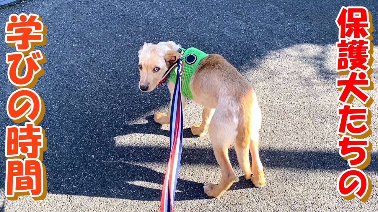 【子犬　保護　子猫】保護犬たちの学びの時間