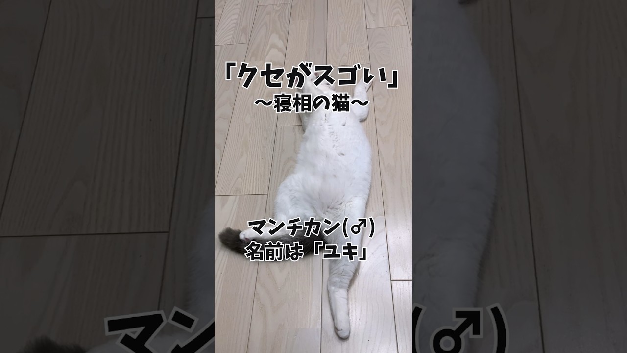 「クセがスゴい」寝相の猫(65) #cat #kitten #ねこ #shorts