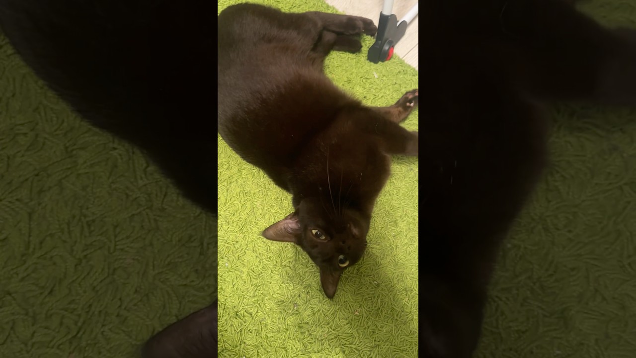 Sis you know that Burmese cats can talk? #cat #burmesecat