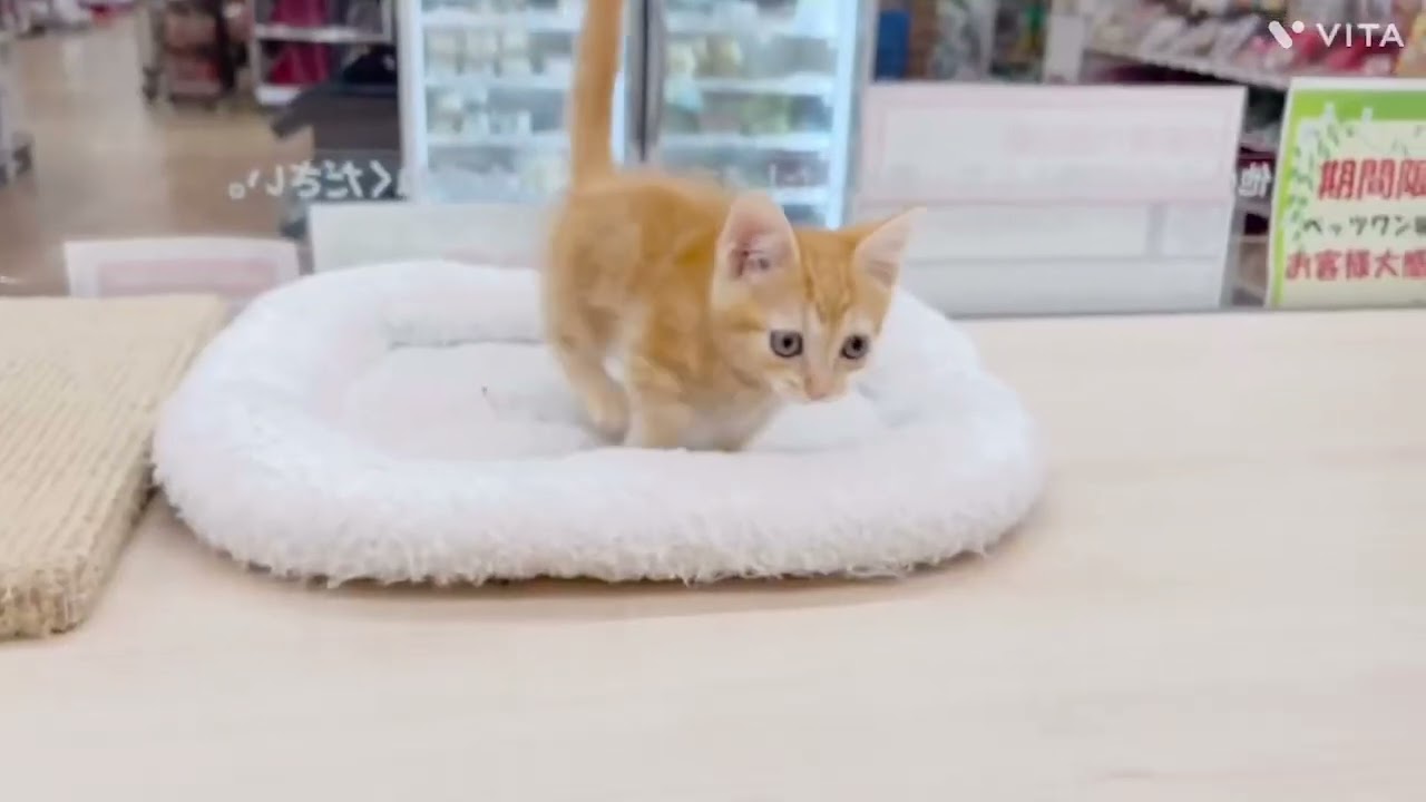【マンチカン】甘えん坊すぎるマンチちゃん