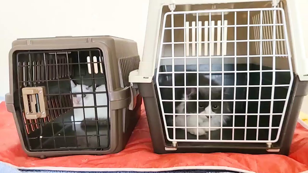 保護子猫と先住保護猫達を会わせて見ました