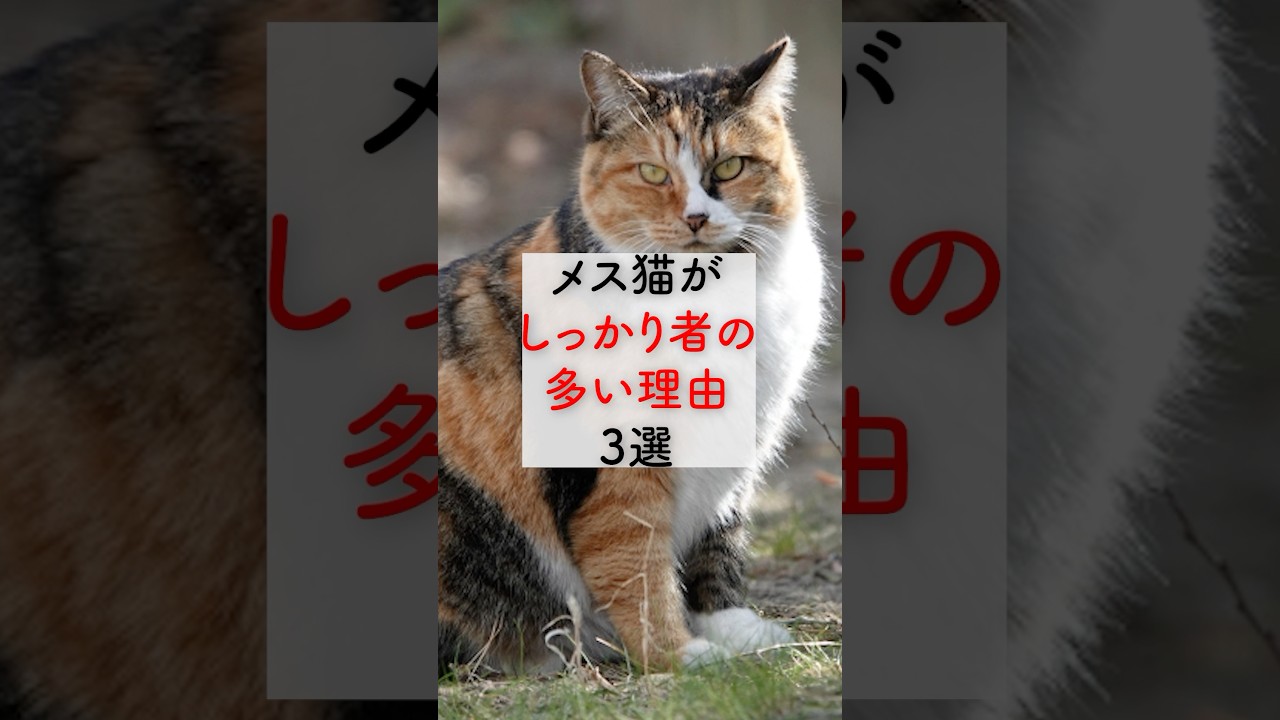 メス猫が【しっかり者の多い理由】3選 #猫 #雑学 #豆知識 #うんちく #トリビア #1分雑学