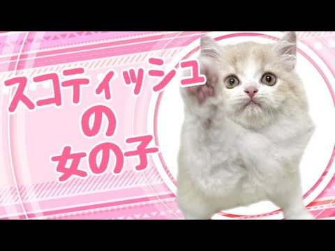 スコティッシュフォールドの子猫　（平野瓜破）