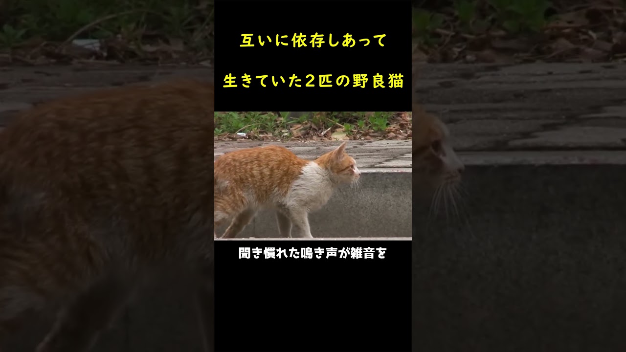 後ろ足を引きずっても愛する仲間に近づく野良猫！！