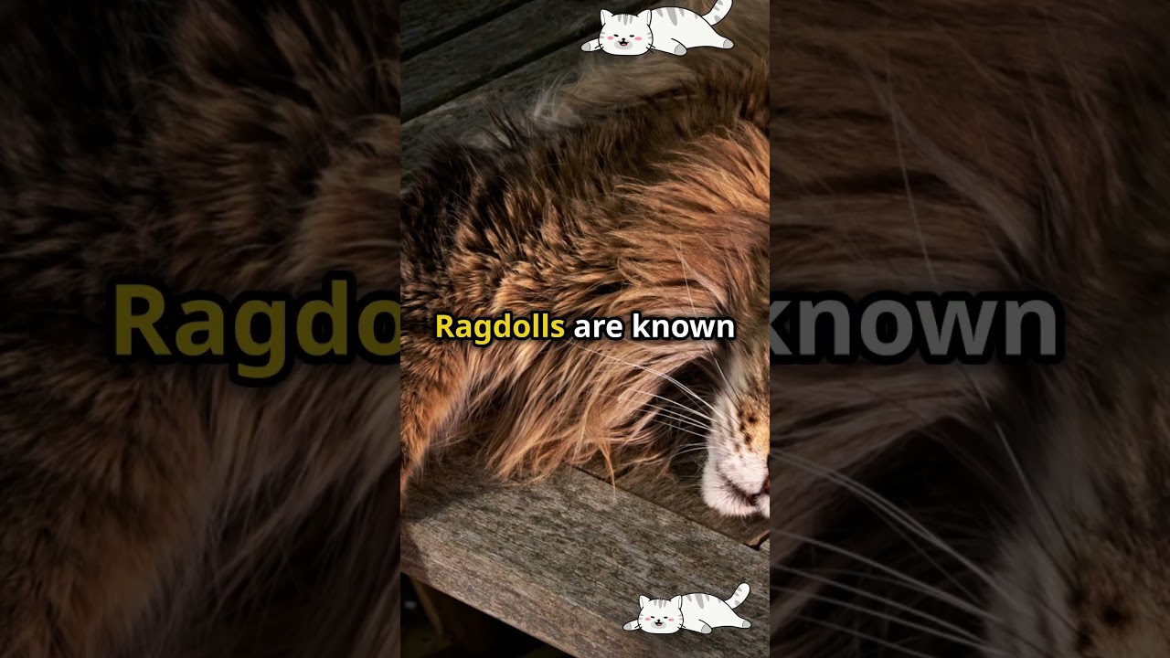 Maine Coon vs Ragdoll