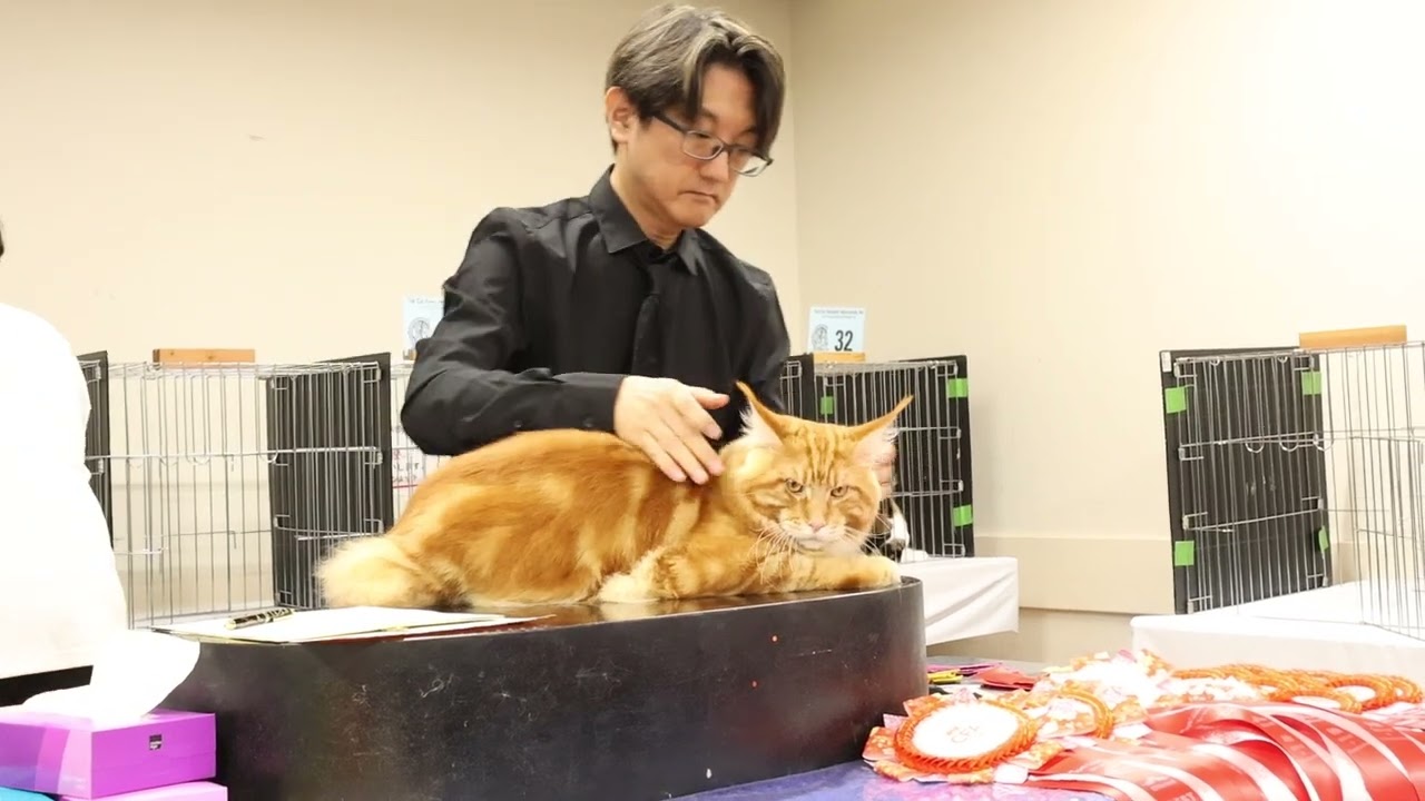 2024年9月8日CFAキャットショー