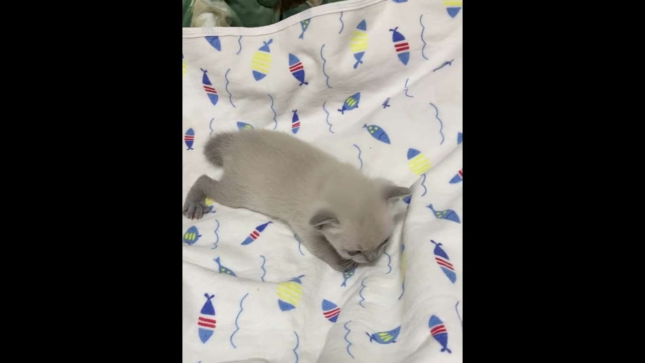 可愛いトンキニーズ