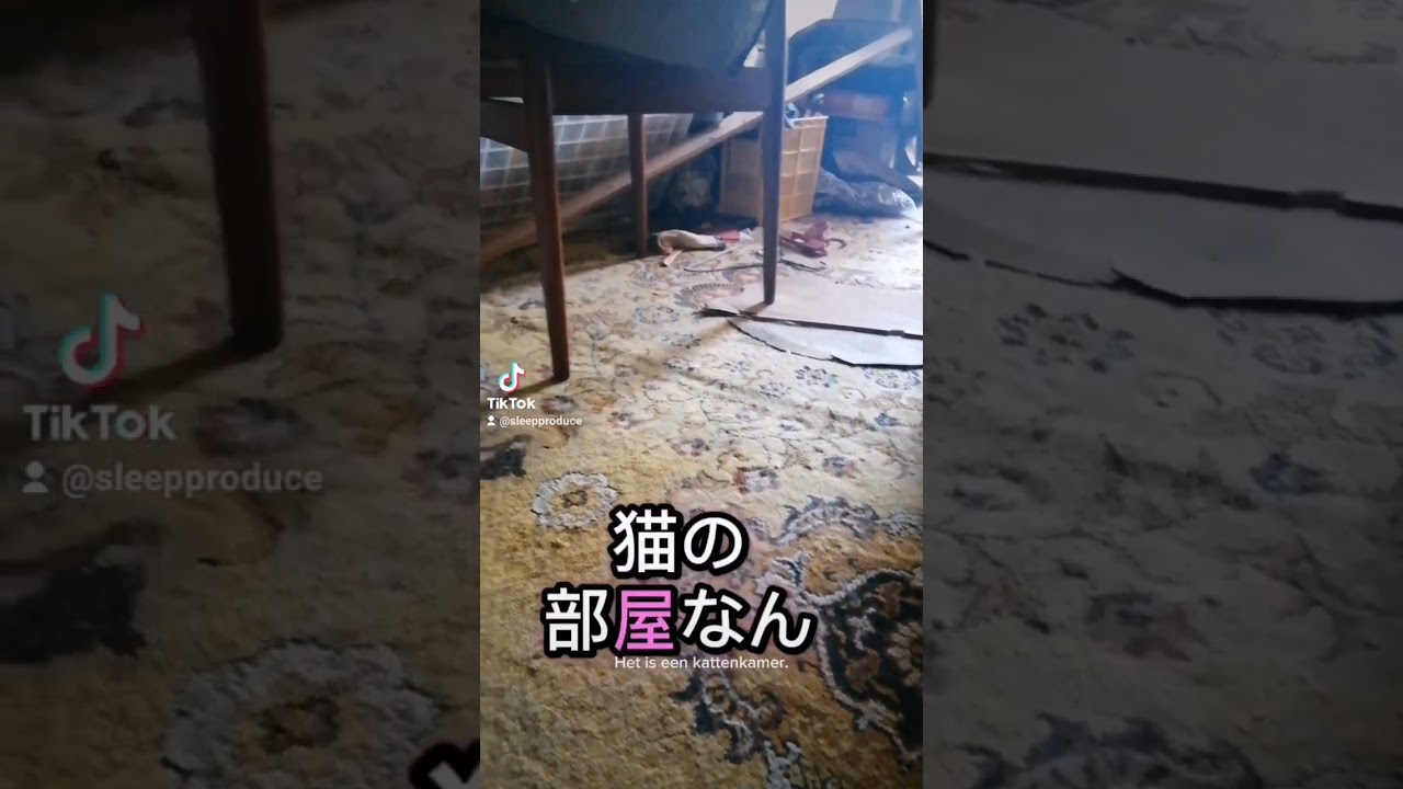 シャム猫#shorts#cat #猫#シャムミックス#15歳