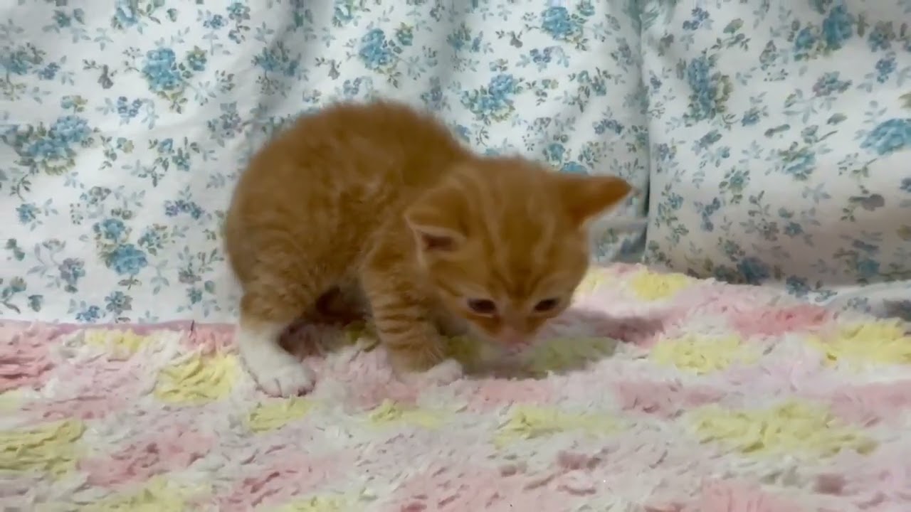 スコティッシュフォールド 人懐っこく大人しい女の子です♪（毛色：レッドパッチドタビー&ホワイト）