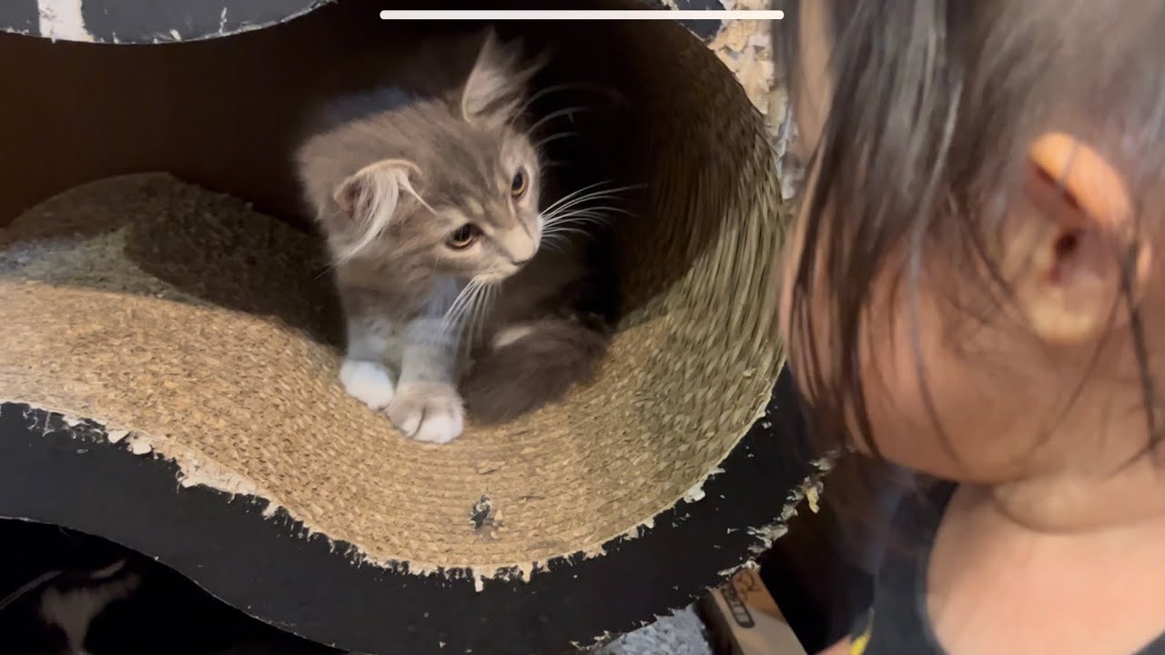 幼児に気付かれまいと息をひそめる下段の猫　ラガマフィン
