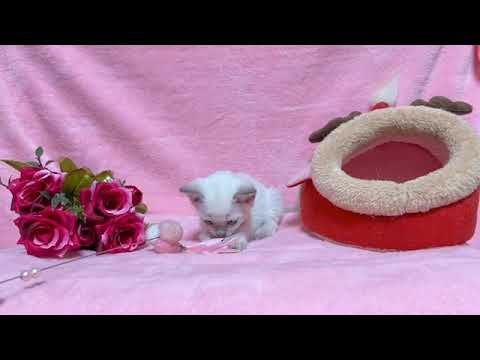 トンキニーズ 【生後10ヶ月まで★生命保証付き】プラチナミンクの女の子💛（黄色リボンちゃん🎀）【お土産付き🎁】