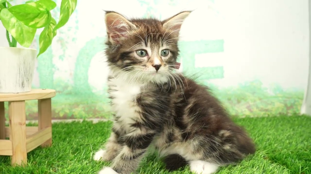 Coo&RIKU　No00691243 ノルウェージャン・フォレストキャット