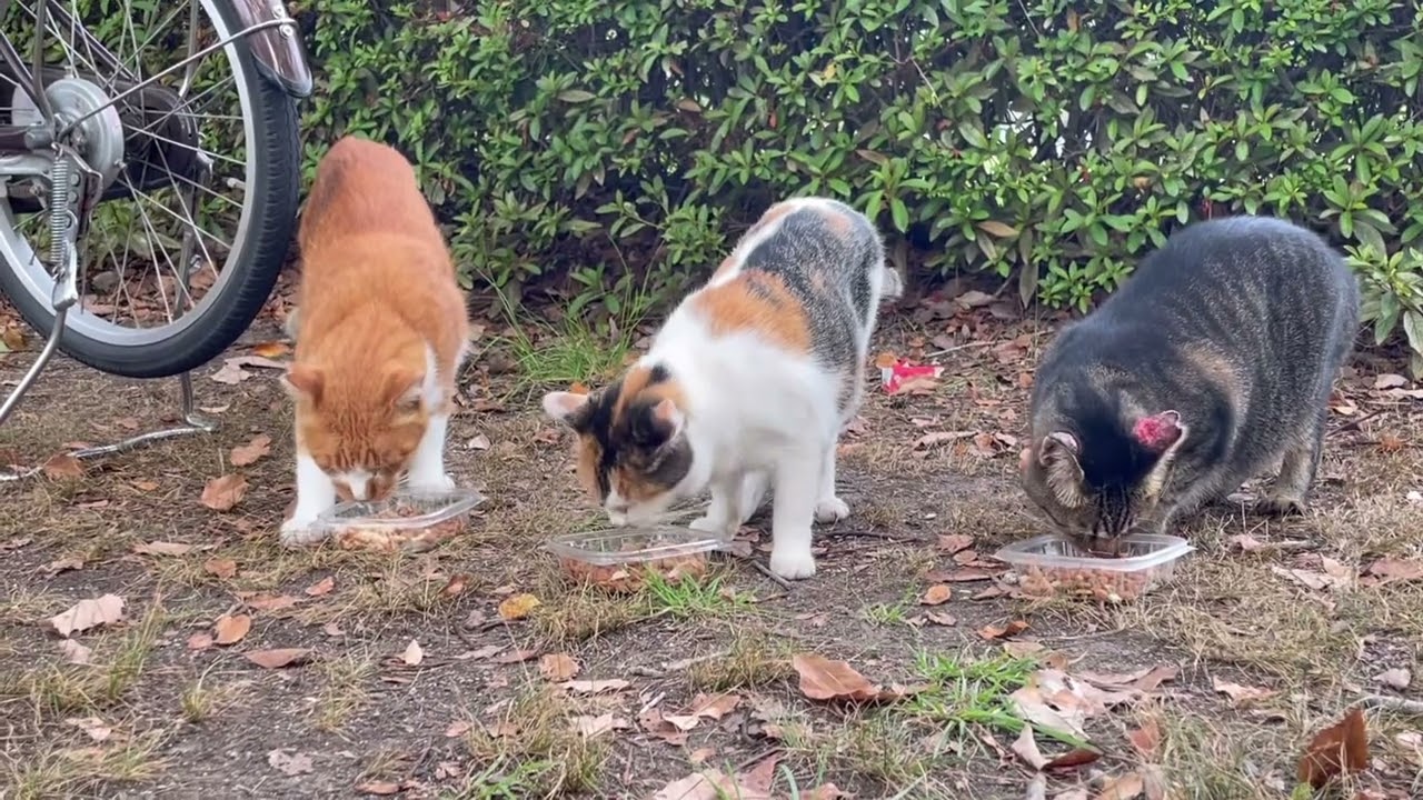 餌やりさんが来てみんな揃って仲良くご飯を食べる…。#catlovers