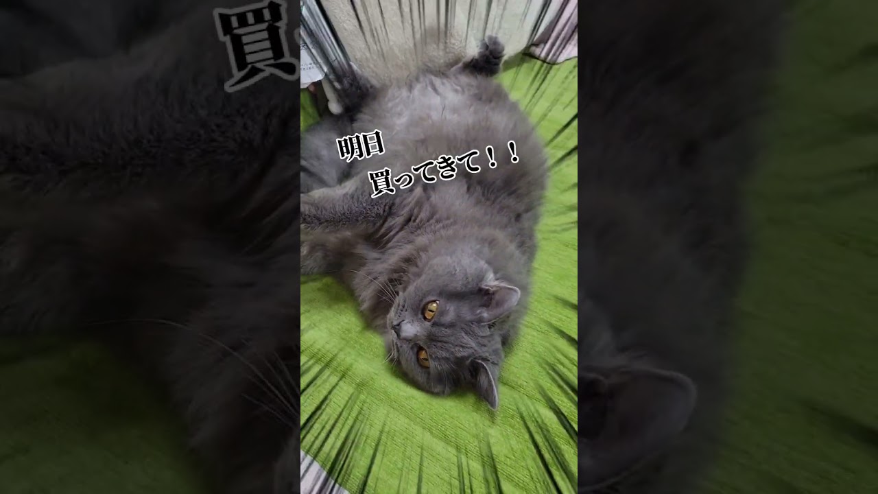 噛み跡が凄い【サイベリアン・キキのKIKICHANNEL】#shorts #サイベリアン #猫