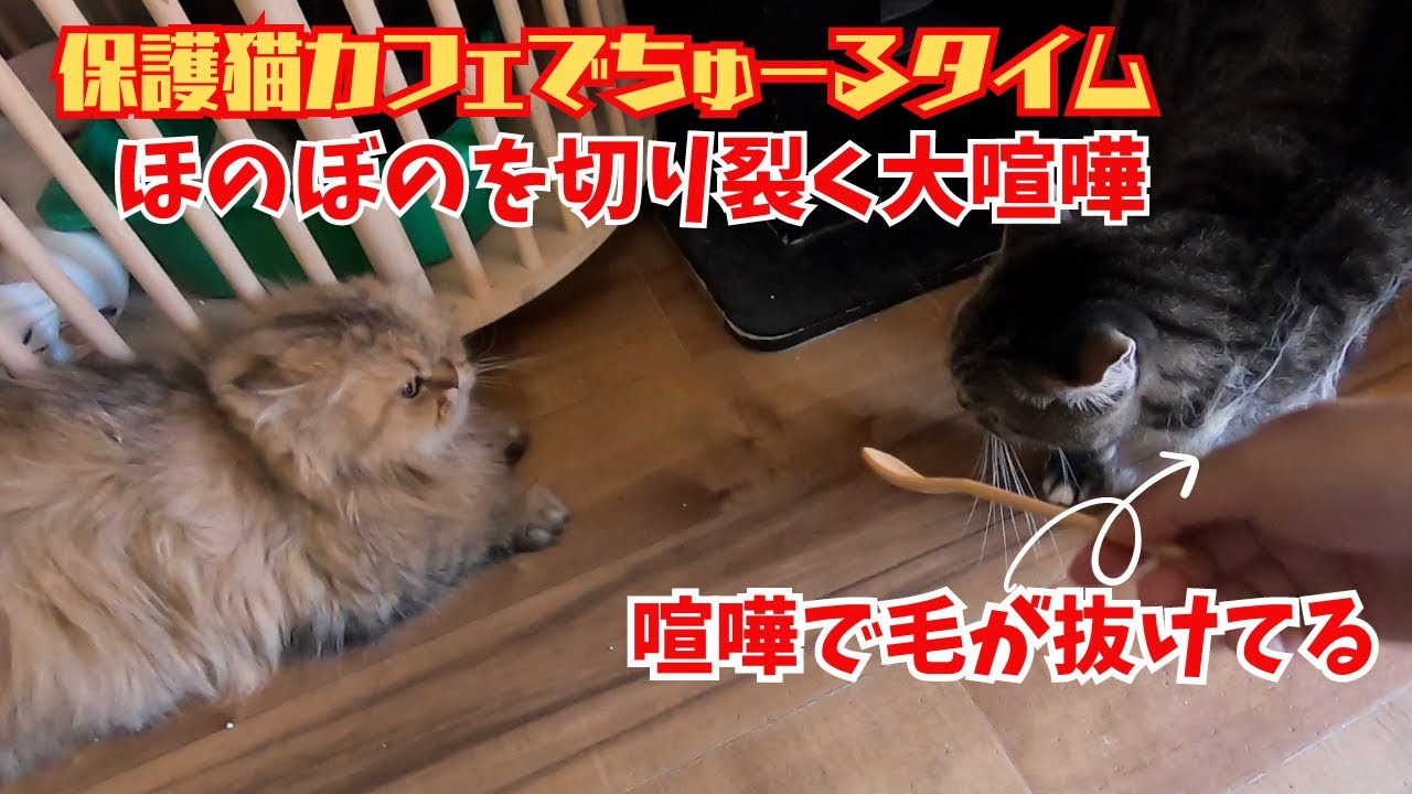 【飯テロ】保護猫カフェでちゅーるは一触即発ペルシャ猫とマンチカンの大喧嘩（カフェウリエル）梅田Persian cat and munchkin cat fight