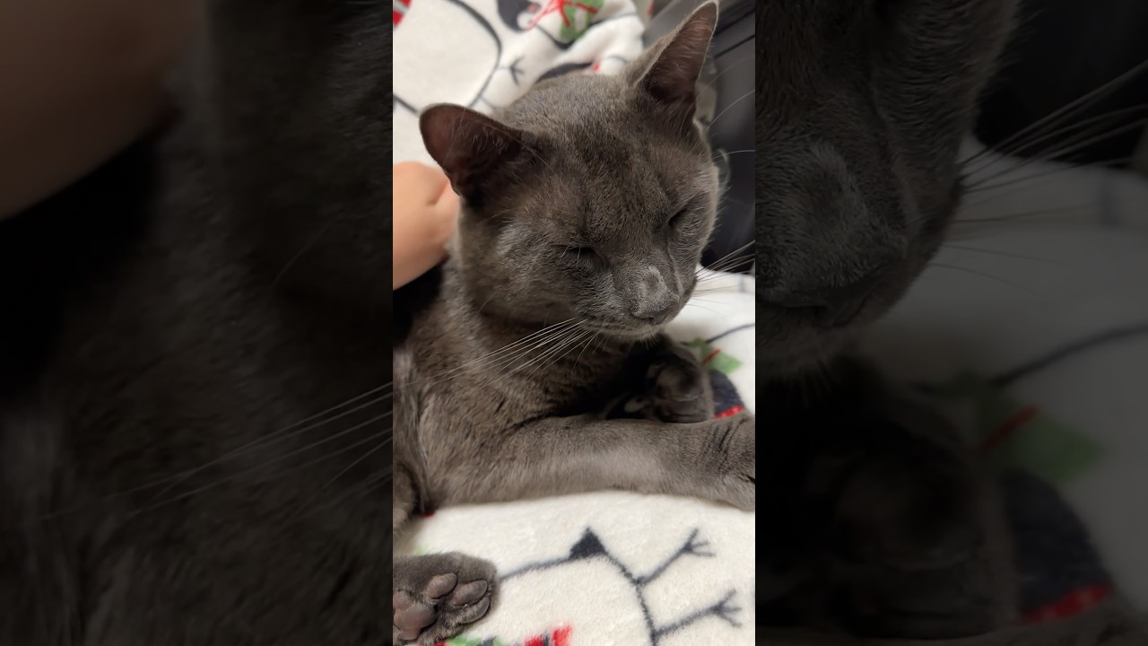 A small, sleepy boy #cat #catlife #catlovers #cute #cutecat