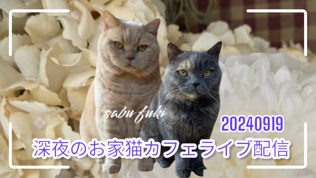 深夜のお家猫カフェライブ配信　１８３