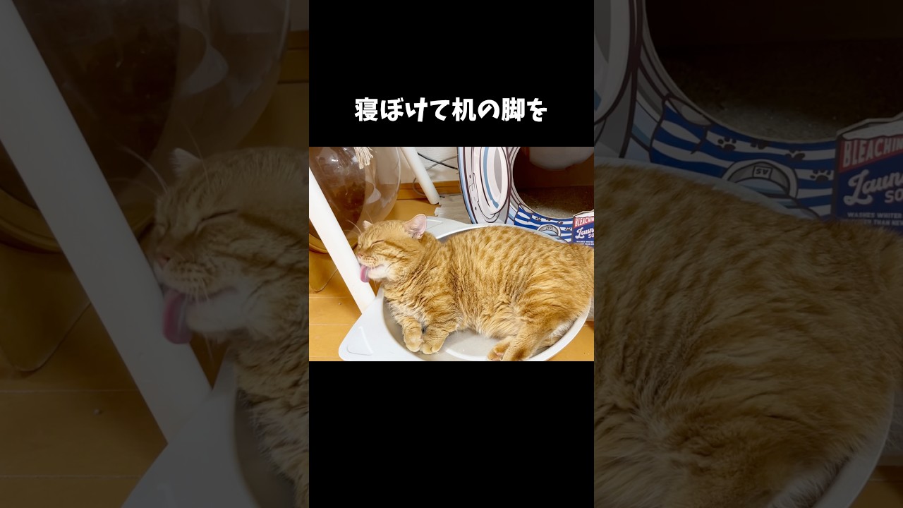 寝ぼけてる猫がかわいすぎました #猫 #マンチカン #shorts