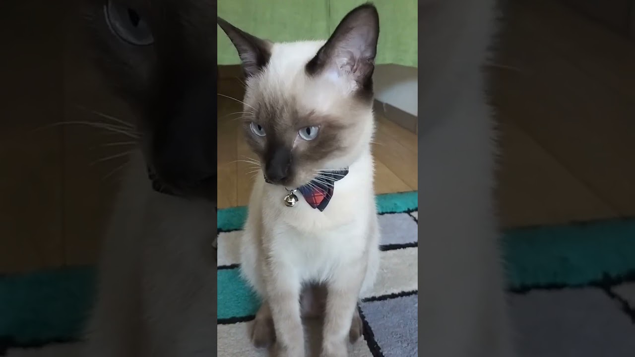 ちょこ9/18 ゴロゴロにゃんこ玄関でお出迎え#シャム猫 #ゴロゴロ猫