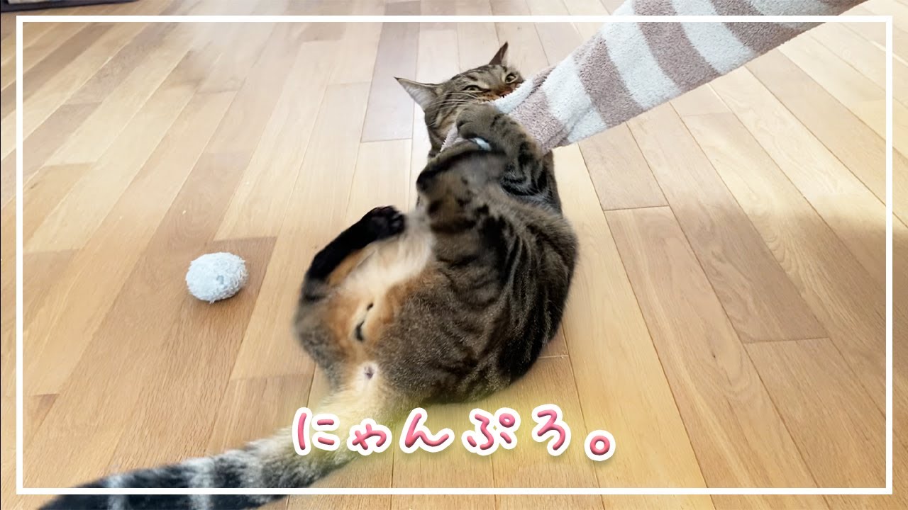 【ほっけ】プロレス好きな猫【アメショ】