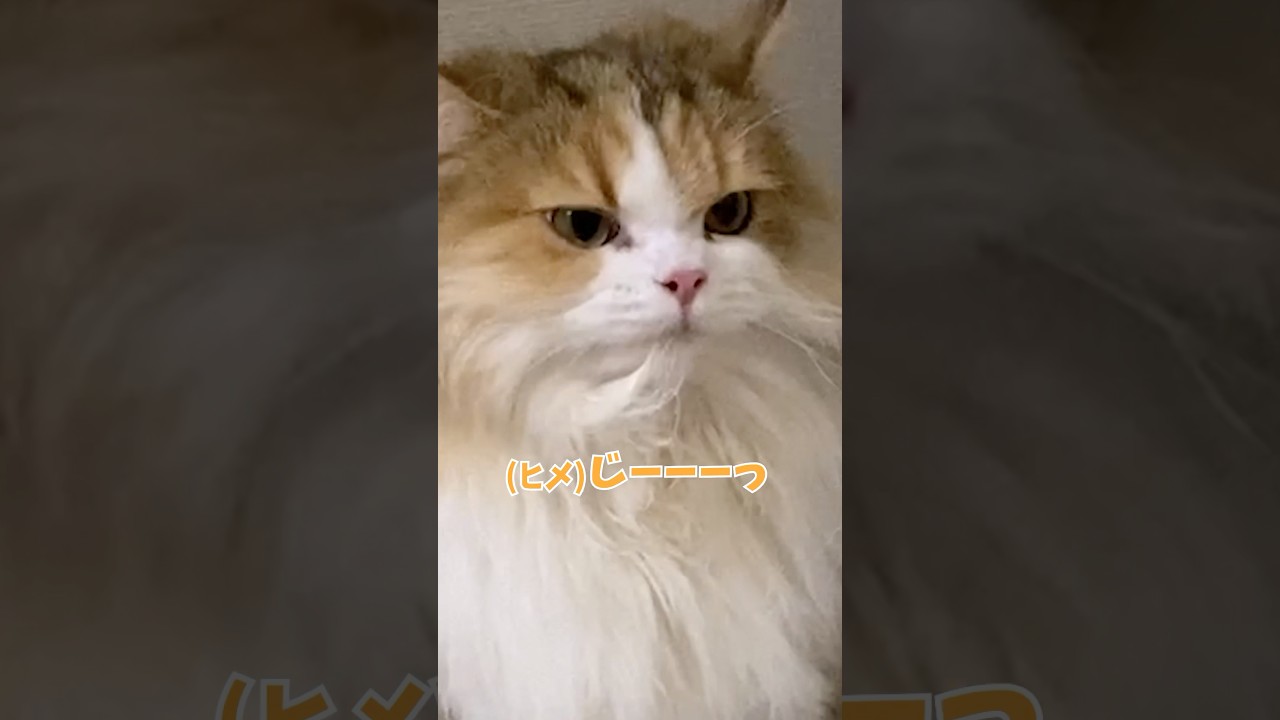 猫の眼力… #cat #kitten #ねこ #shorts