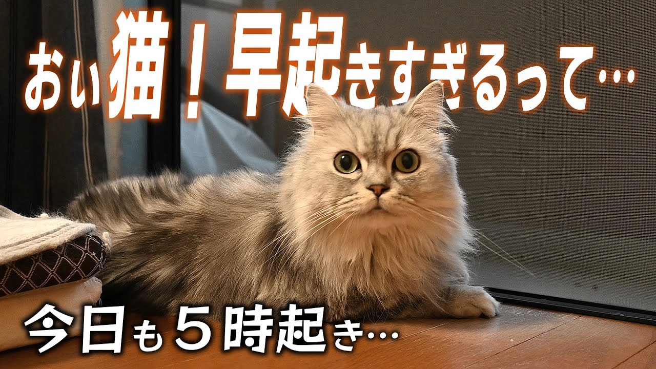 早起きすぎる猫【マンチカン】