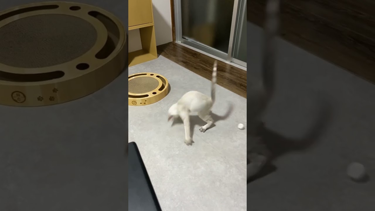 キャップ発見！　#元保護猫　#シャムトラ　#シャムミックス　#cat #猫耳 #kitten #シャムmix  #子猫 #猫耳