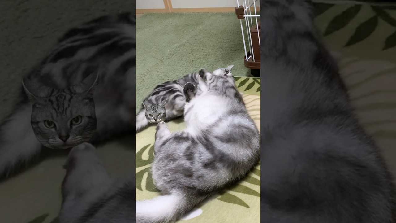 子猫のときから兄猫大吉と遊ぶのが大好きな弟猫のるい！ #shorts