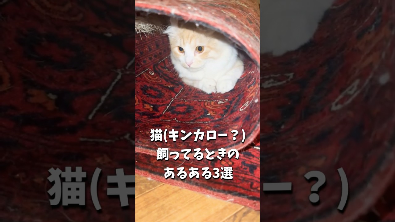 【キンカロー】猫飼ってるあるある【マンチカール】