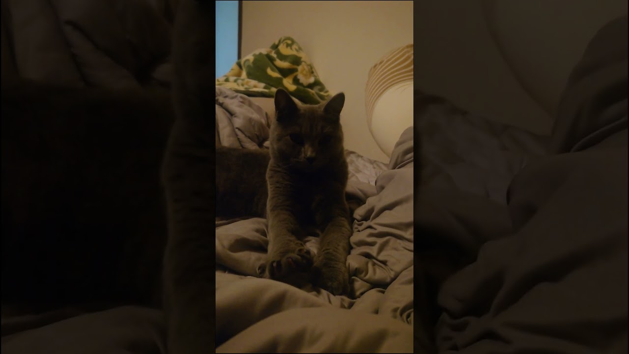 【猫動画】ふみふみする猫 #shorts #猫 #ネコ #シャルトリュー #cat #ねこ #保護猫