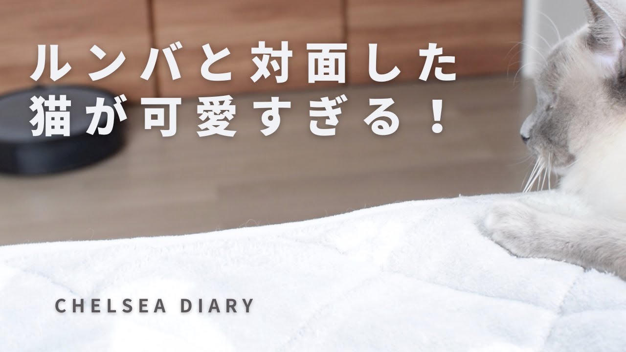 ルンバと対面したラグドール猫が可愛すぎる！