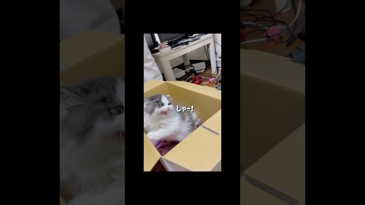 新入り子猫と先輩猫の威嚇に怯える大子猫 #shorts
