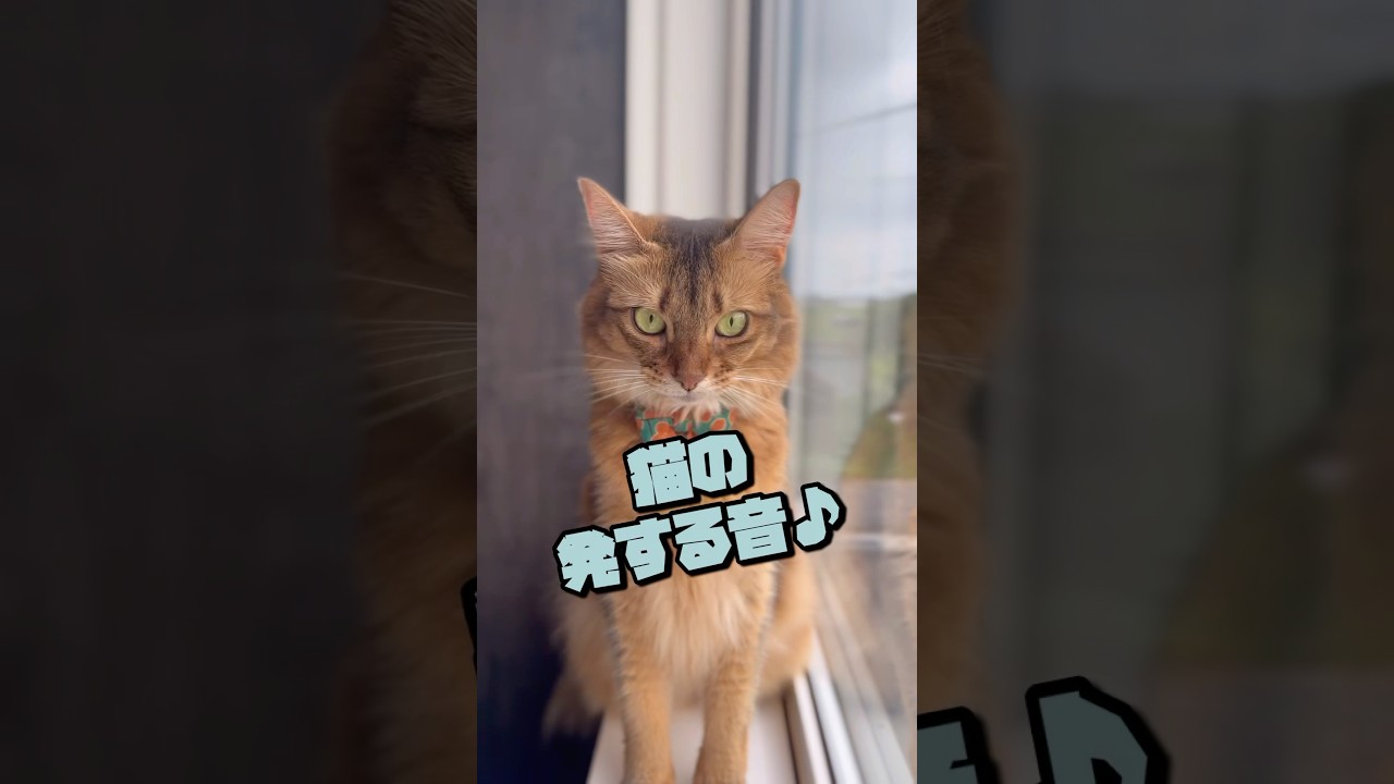 猫の鳴き声／ゴロゴロ／クラッキング